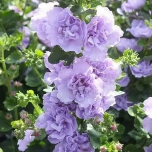 Stockrosensamen mit gefüllten Blüten – Alcea rosea 100 Samen