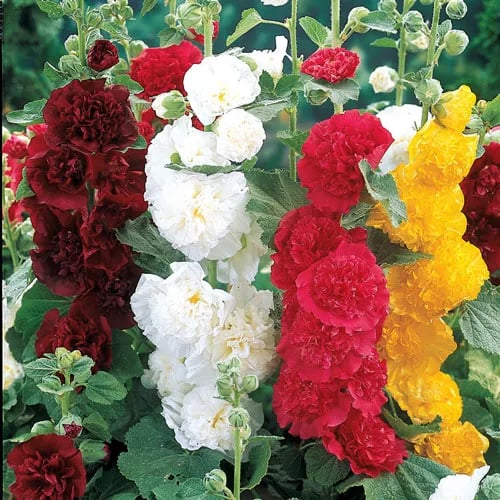 Stockrosensamen mit gefüllten Blüten – Alcea rosea 100 Samen