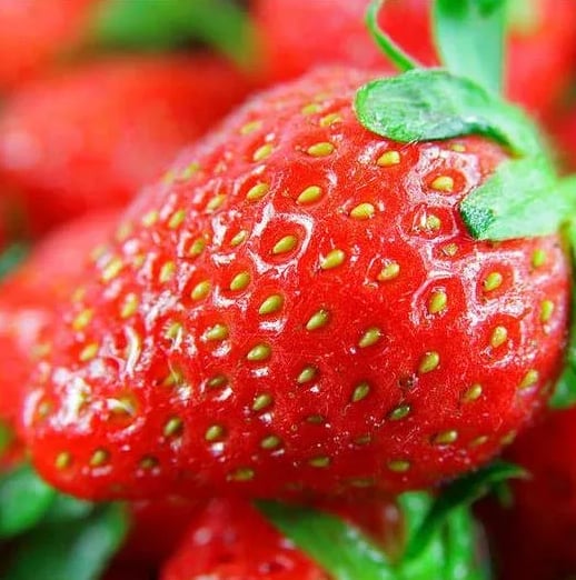RadiBerry™ — Wachsen Sie für immer frische Erdbeeren, die täglich nähren und erfreuen