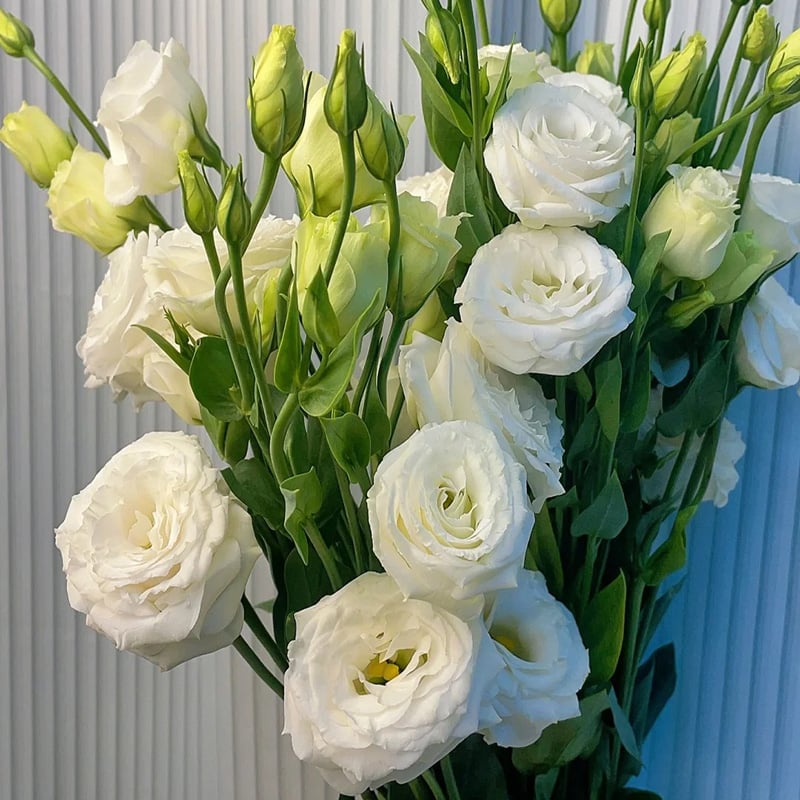 BlossomVelvet™ — Blühe strahlend ohne eine einzige Sorge um Dornen