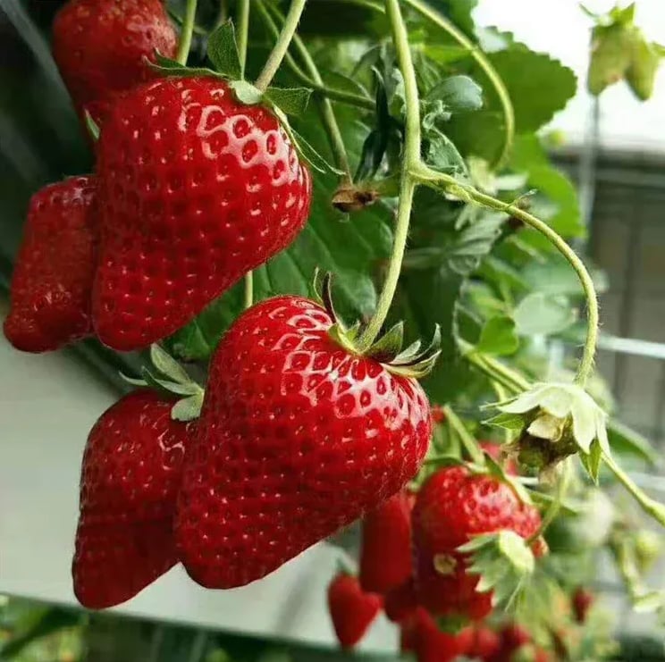 RadiBerry™ — Wachsen Sie für immer frische Erdbeeren, die täglich nähren und erfreuen
