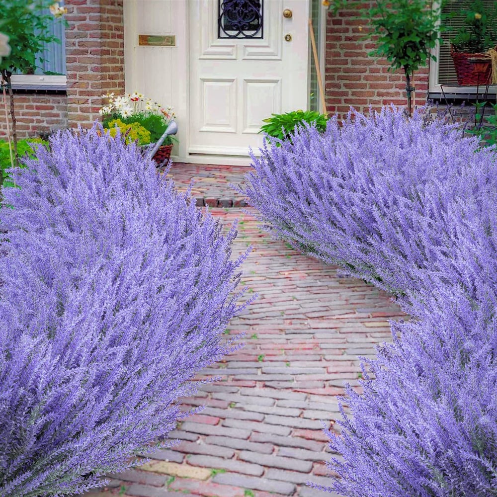LavéaMist™ – Zeitlose Lavendel-Schönheit, die mühelos gedeiht