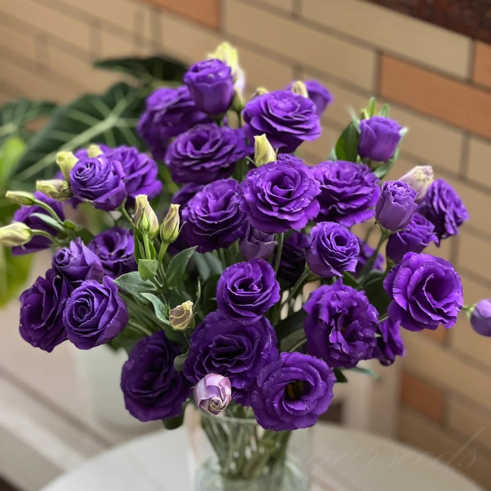 BlossomVelvet™ — Blühe strahlend ohne eine einzige Sorge um Dornen