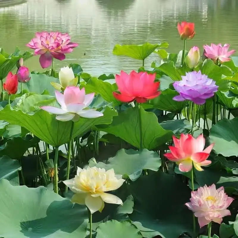 Bunte Bonsai-Lotus-Samen (10 Stk.)