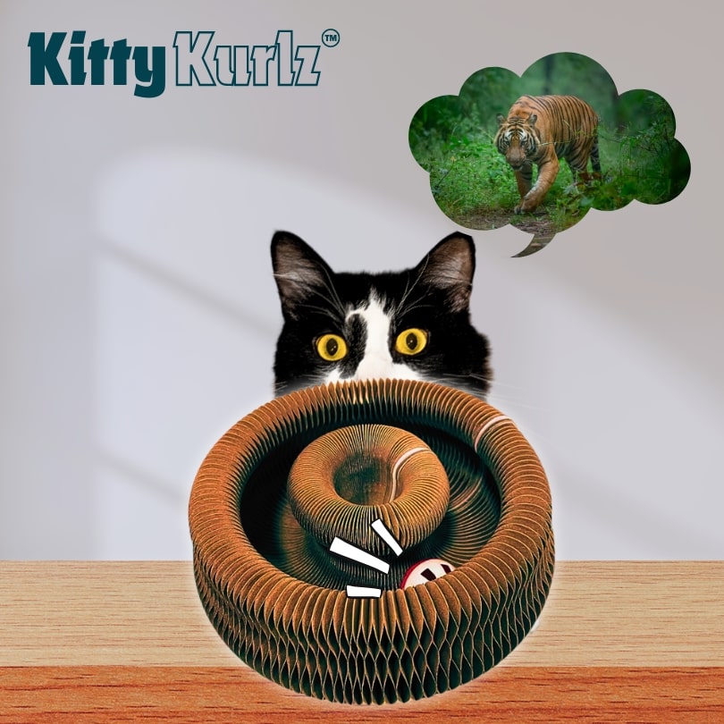 Kitty Kurlz | Magisches, organisches, faltbares Katzenspielbrett