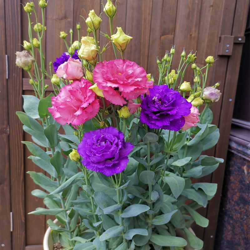 Eustoma Thornless Rose Samen – langanhaltende Blütezeit