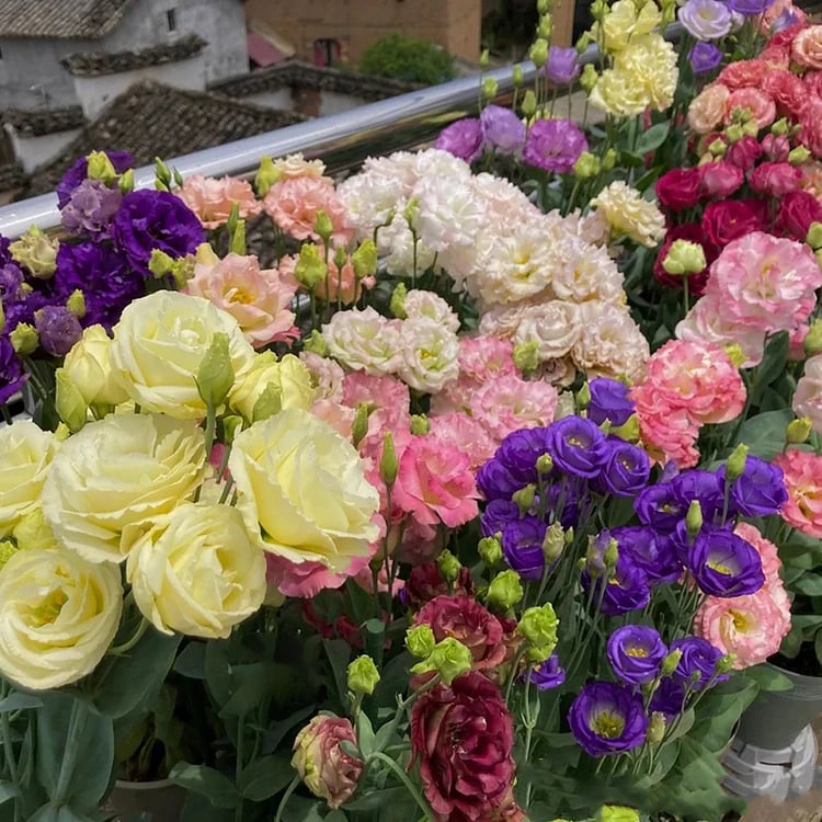 CrimsonDawn™ Rosensamen – Bringen Sie endlose Farben und dornenfreie Schönheit in Ihren Garten