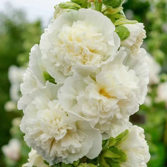 Stockrosensamen mit gefüllten Blüten – Alcea rosea 100 Samen