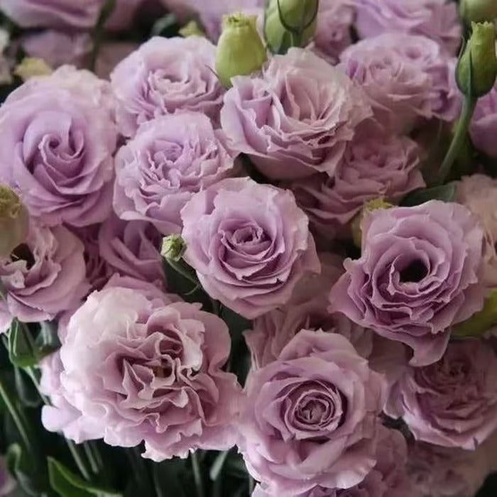 CrimsonDawn™ Rosensamen – Bringen Sie endlose Farben und dornenfreie Schönheit in Ihren Garten