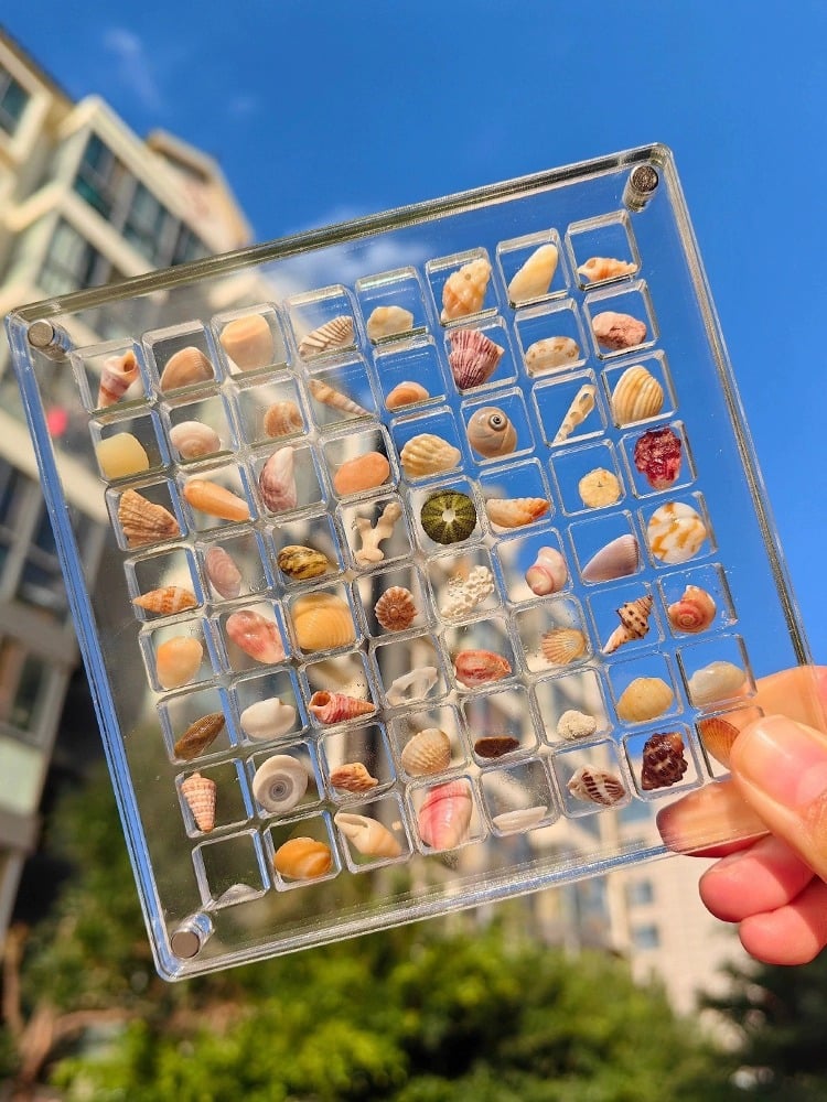 ShellGlo™ - Acryl Magnet Muschel Aufbewahrungsbox