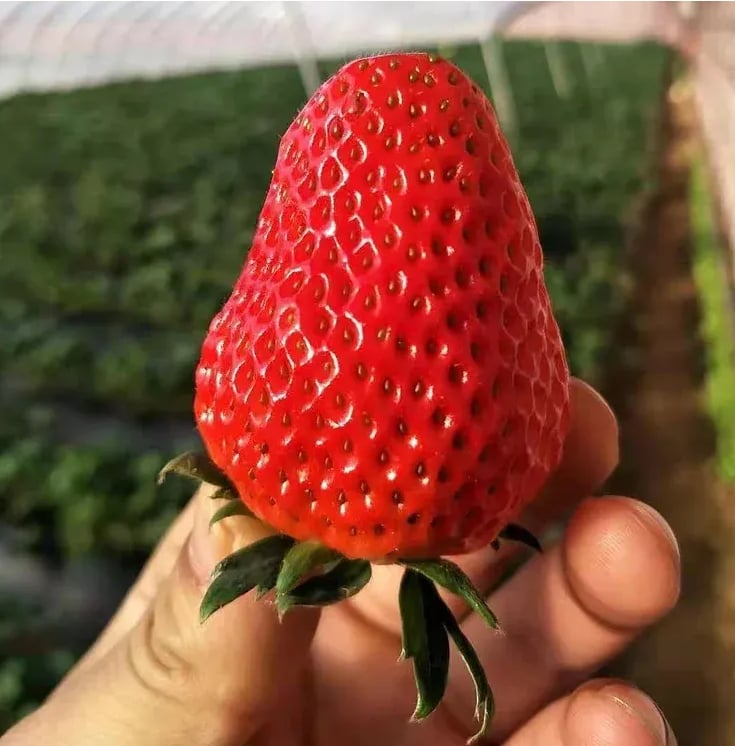 RadiBerry™ — Wachsen Sie für immer frische Erdbeeren, die täglich nähren und erfreuen