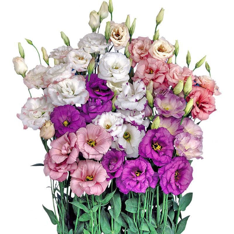 BlossomVelvet™ — Blühe strahlend ohne eine einzige Sorge um Dornen