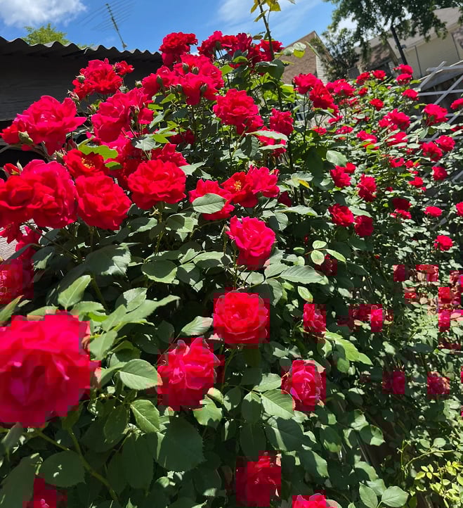 1+1 GRATIS | BloomVine™ — Verwandeln Sie Ihren Raum in eine üppige, romantische Gartenoase