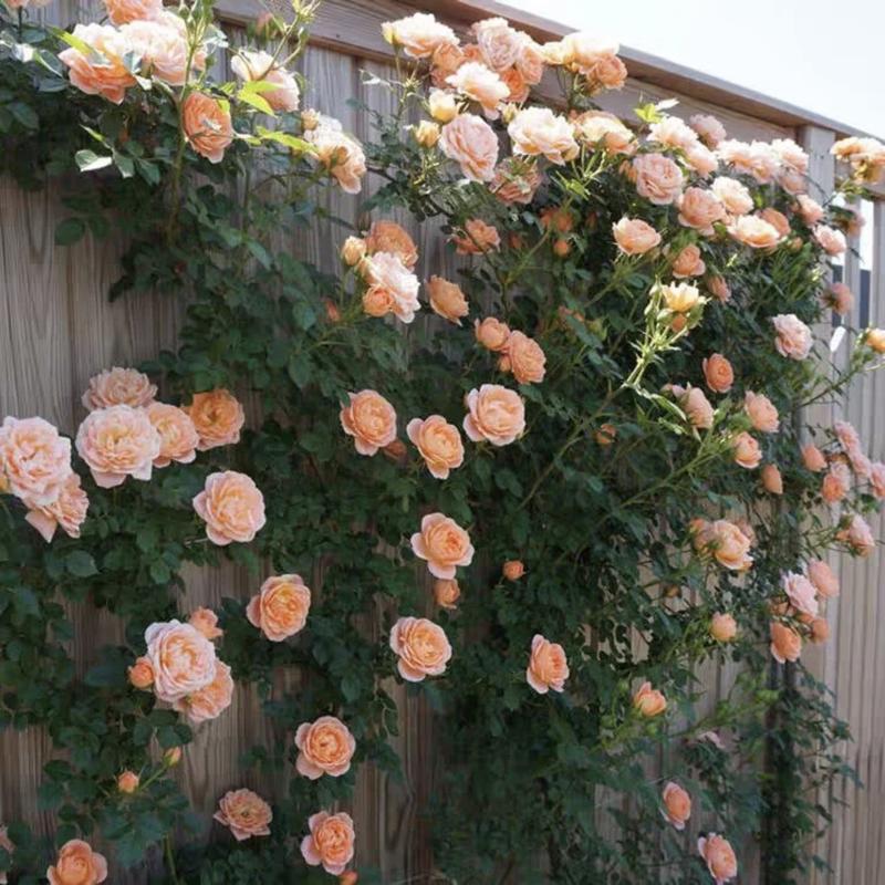 1+1 GRATIS | BloomVine™ — Verwandeln Sie Ihren Raum in eine üppige, romantische Gartenoase