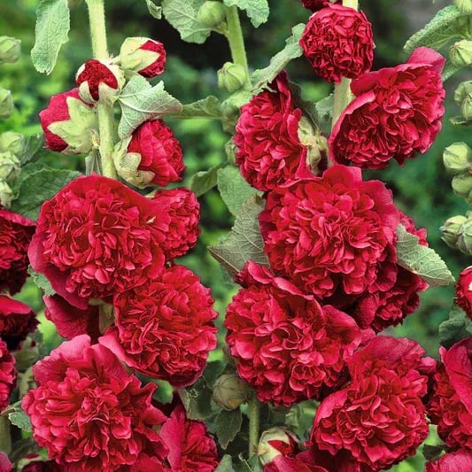 Stockrosensamen mit gefüllten Blüten – Alcea rosea 100 Samen