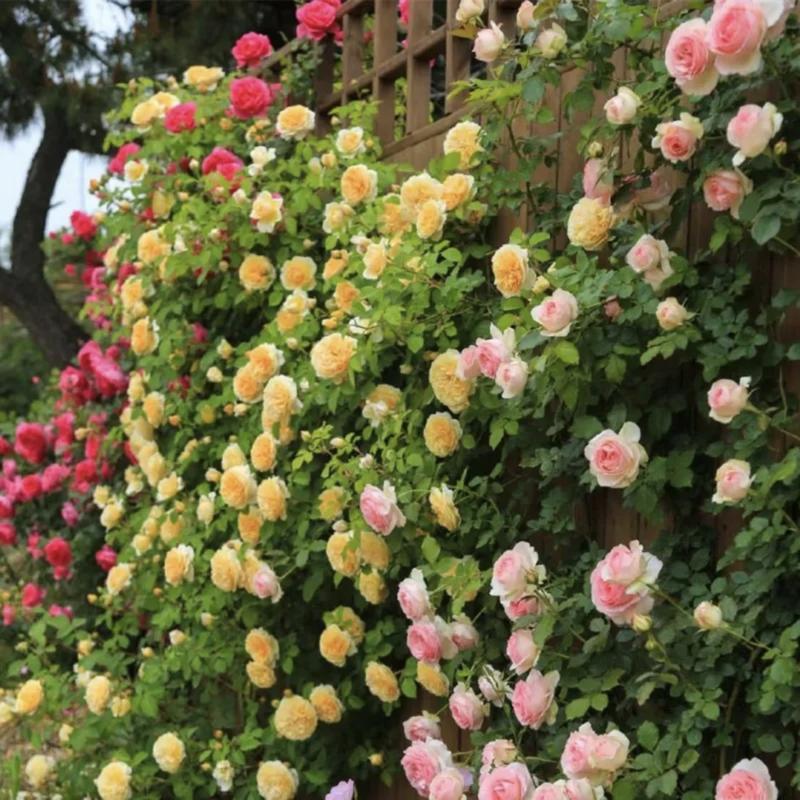1+1 GRATIS | BloomVine™ — Verwandeln Sie Ihren Raum in eine üppige, romantische Gartenoase