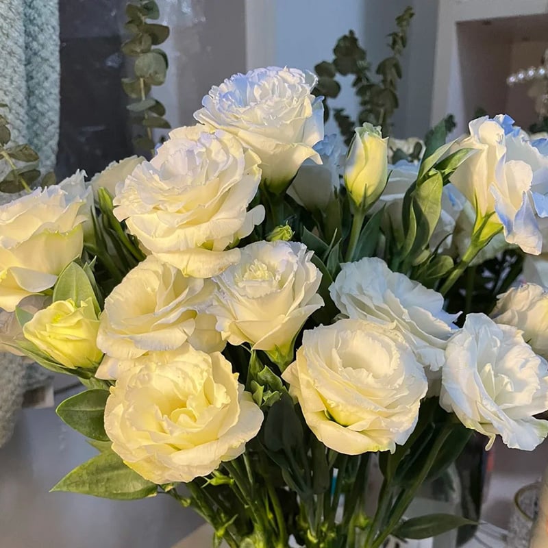 Eustoma Thornless Rose Samen – langanhaltende Blütezeit