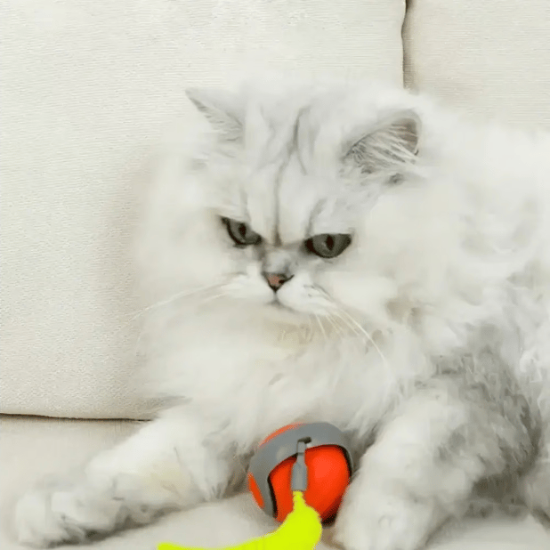 Ultimativer Spielball für Katzen - Selbst-aktivierend