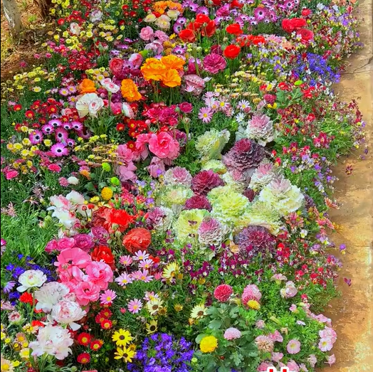 FloraVibe™ – Verwandle deinen Garten in ein ganzjährig blühendes Paradies