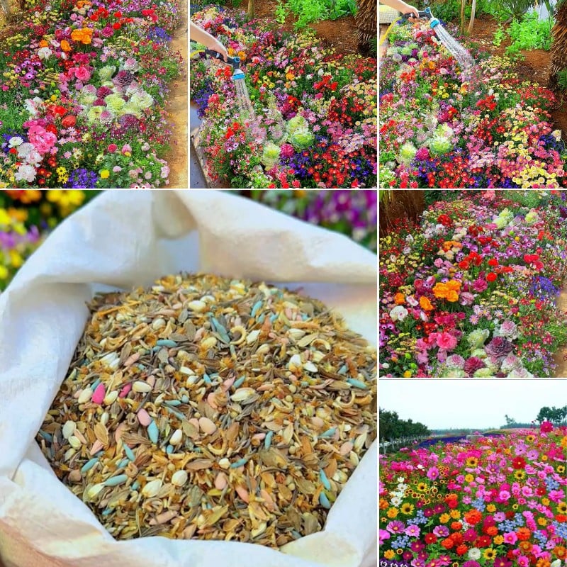 FloraVibe™ – Verwandle deinen Garten in ein ganzjährig blühendes Paradies