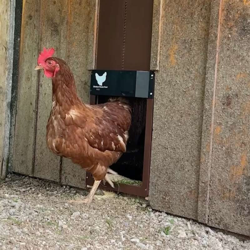 Chicken Door™ – Automatische Hühnerstalltür mit Lichtsensor