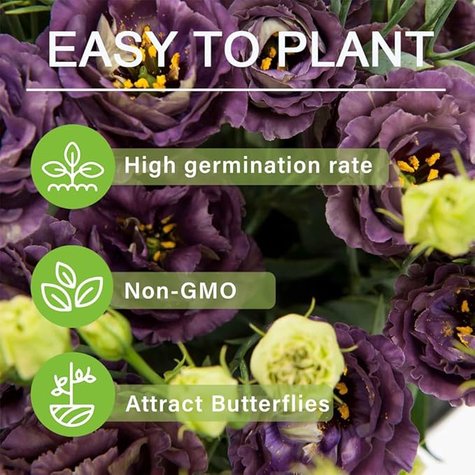 Eustoma Thornless Rose Samen – langanhaltende Blütezeit
