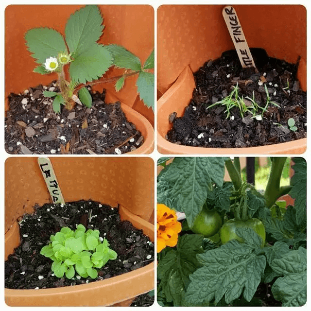 SkyGrow™ — Verwandeln Sie winzige Räume in üppige, mühelose Gärten