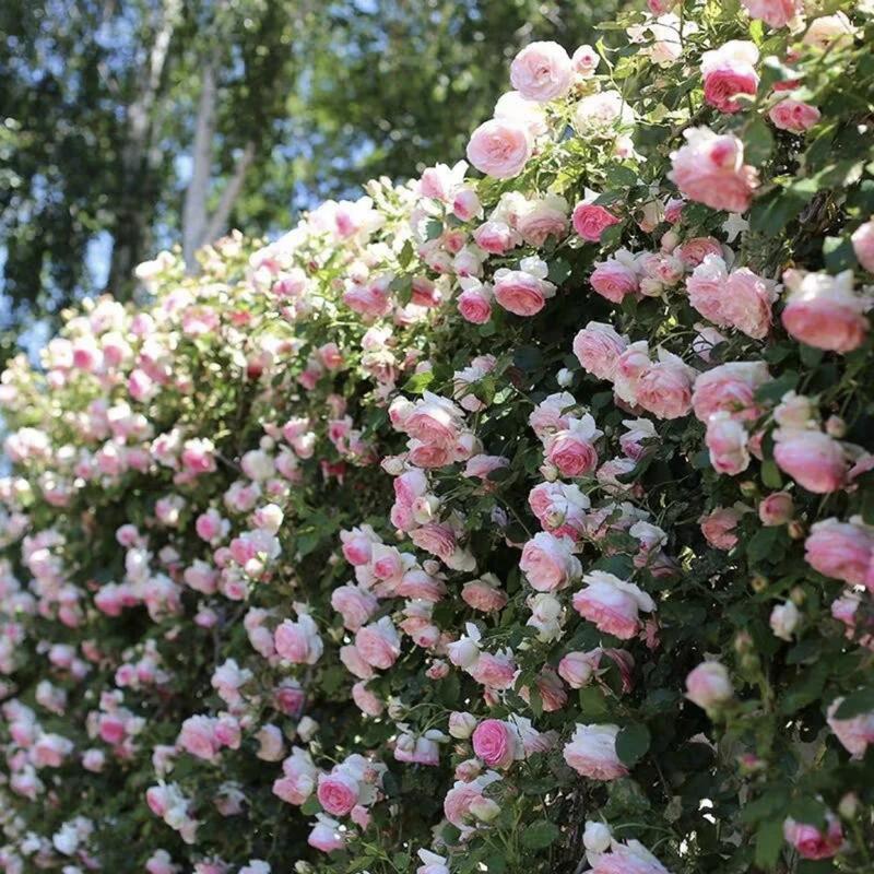 1+1 GRATIS | BloomVine™ — Verwandeln Sie Ihren Raum in eine üppige, romantische Gartenoase