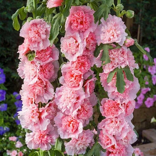 Stockrosensamen mit gefüllten Blüten – Alcea rosea 100 Samen