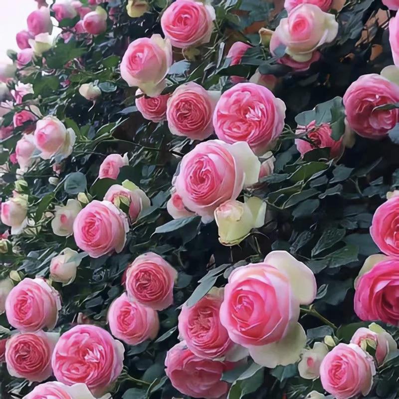 1+1 GRATIS | BloomVine™ — Verwandeln Sie Ihren Raum in eine üppige, romantische Gartenoase