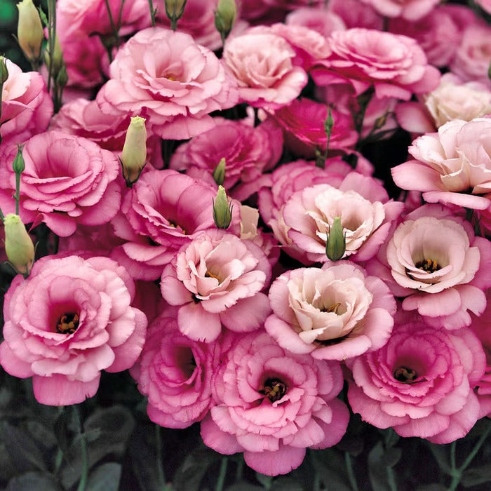 CrimsonDawn™ Rosensamen – Bringen Sie endlose Farben und dornenfreie Schönheit in Ihren Garten