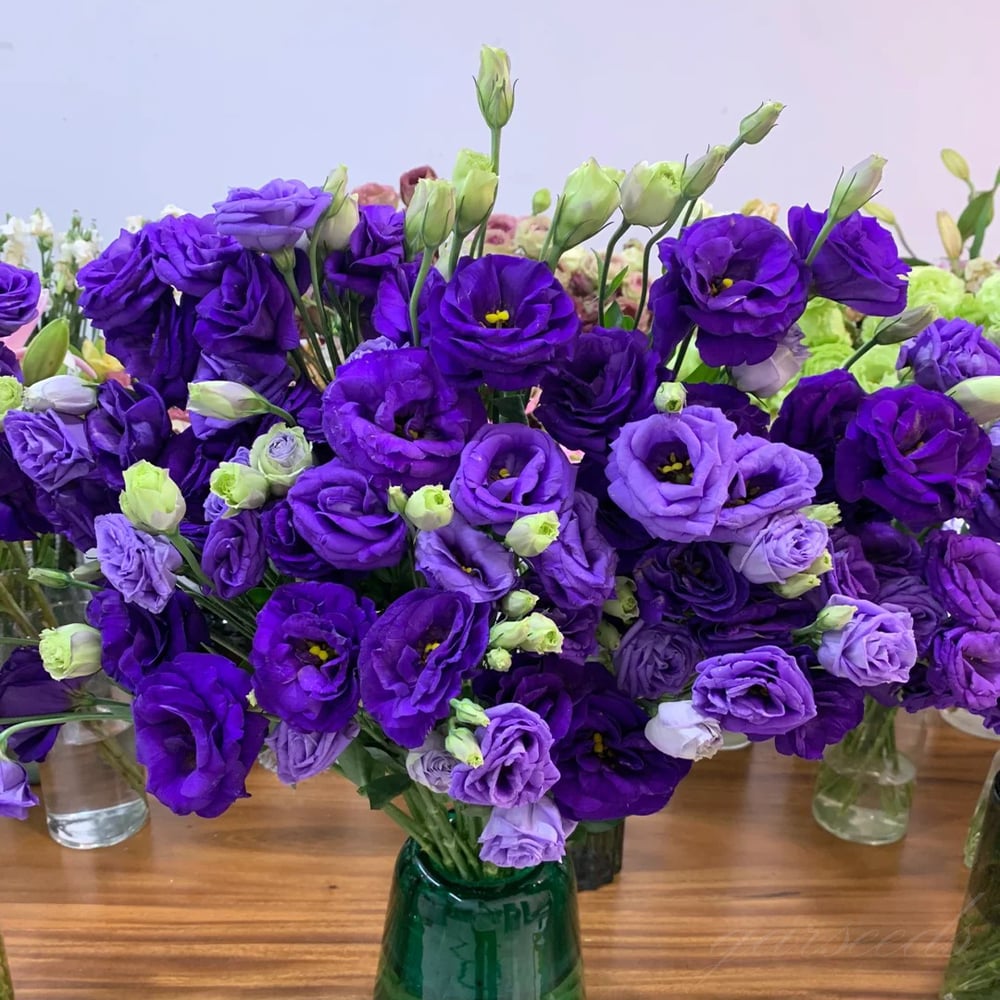 Eustoma Thornless Rose Samen – langanhaltende Blütezeit