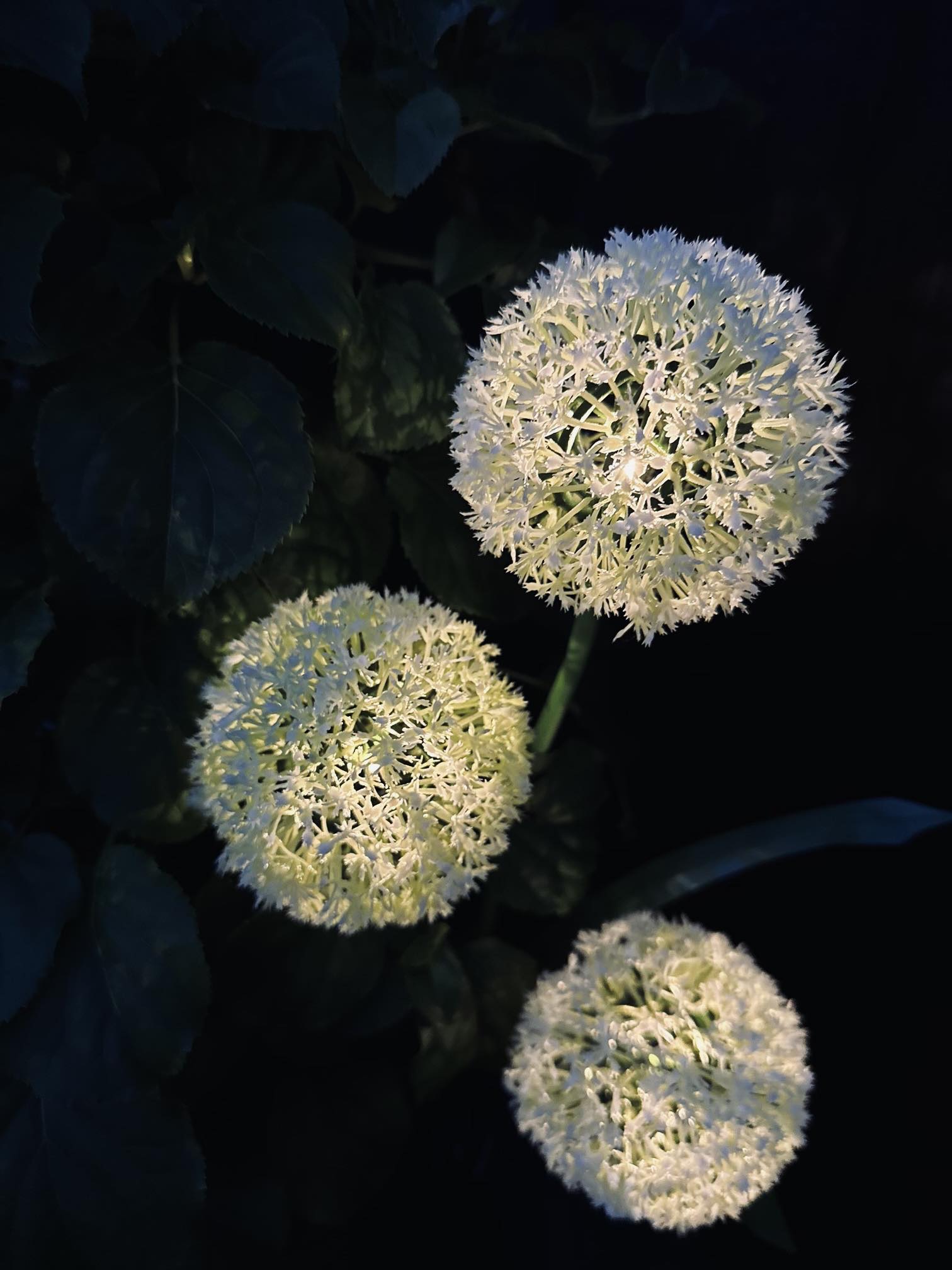 SolarBloom – Magisches Licht für Ihren Garten