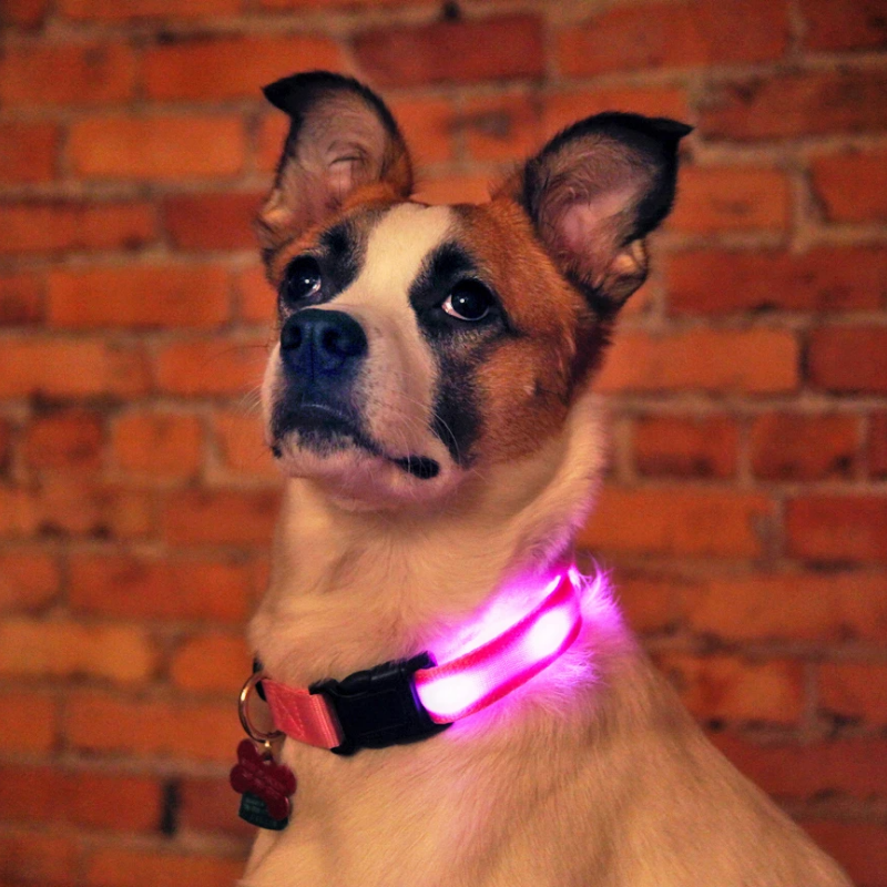 LED-Halsbänder für Hunde™